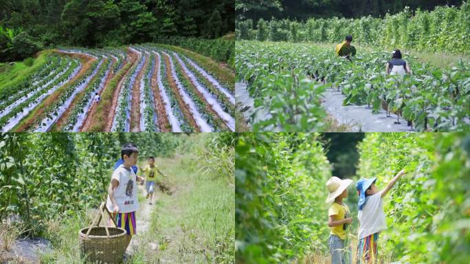 乡村蔬菜种植采摘丰收乡村振兴