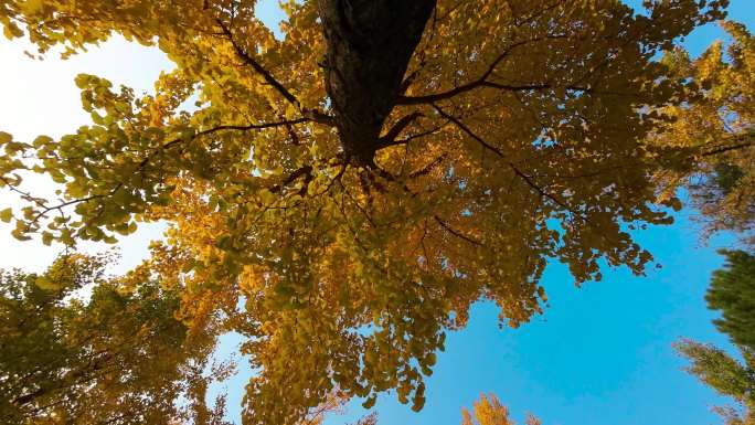 秋天金黄色银杏树叶逆光多镜头升格拍摄