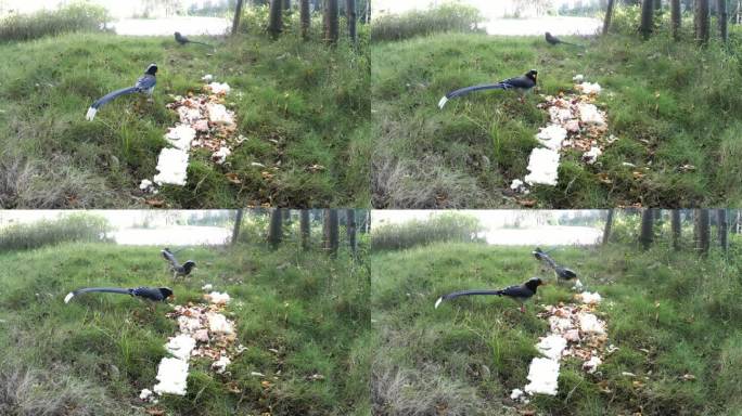 秘境之眼：红外线守猎相机镜头之下红嘴蓝鹊