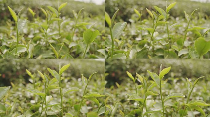 新鲜有机绿茶的4k镜头
