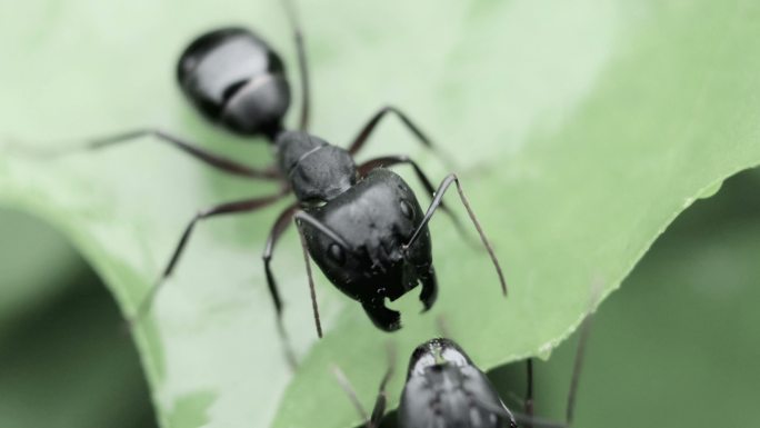 黑花园蚂蚁蚂蚁生物动物昆虫觅食搬运食物