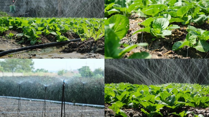种菜农业灌溉  现代农业