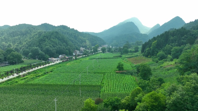 大山里烟叶地种植航拍