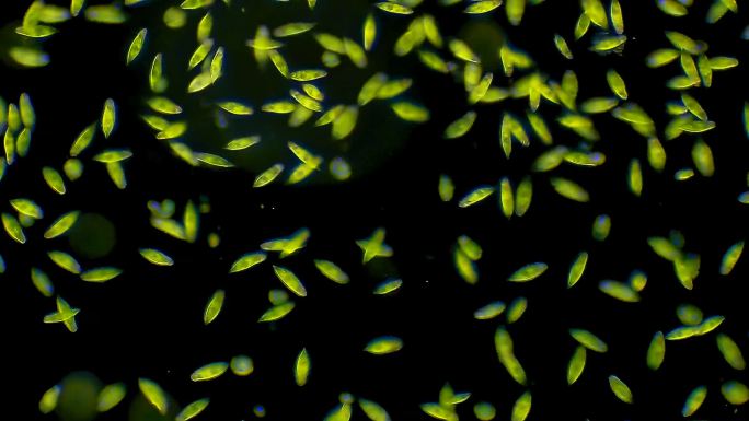 螺旋藻菌落，显微镜放大