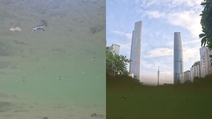 广州塔潜水视角竖构图