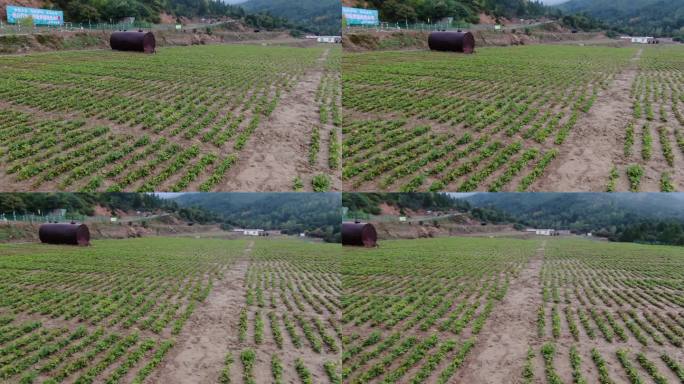 苗圃地航拍