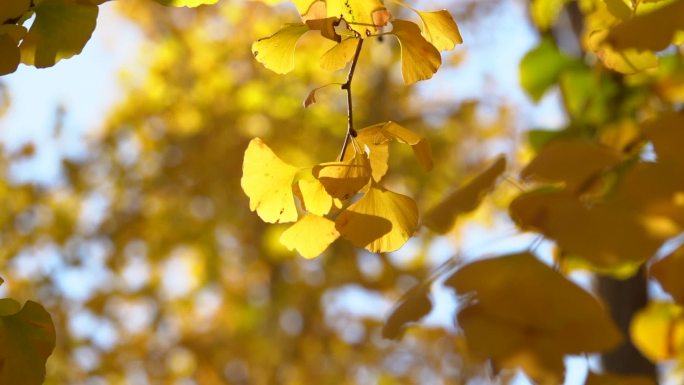 秋天秋色 阳光 树叶阳光 银杏叶