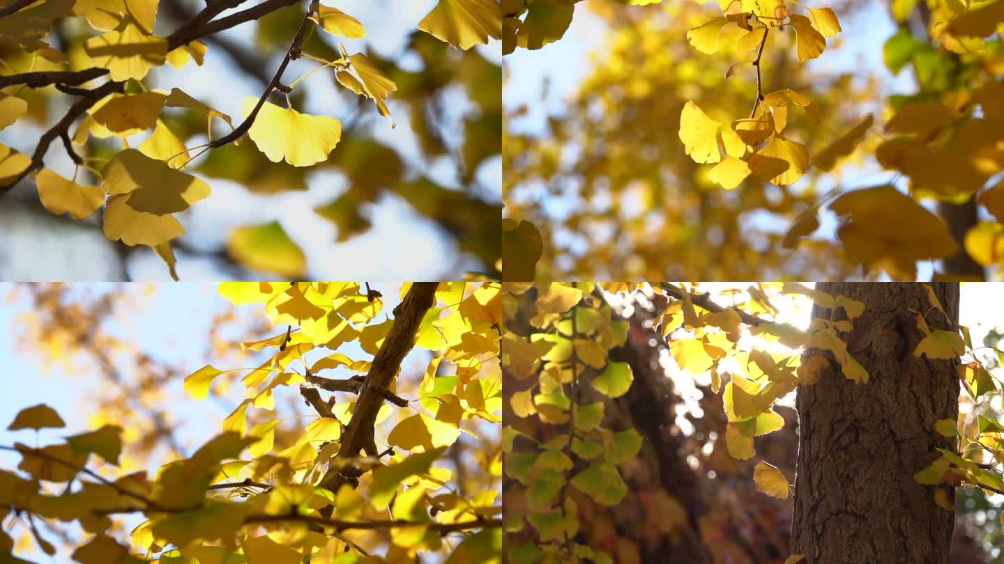 秋天秋色 阳光 树叶阳光 银杏叶