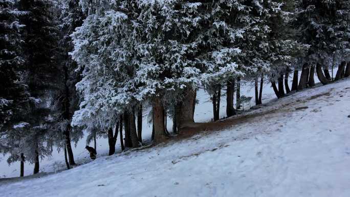 天山雪松