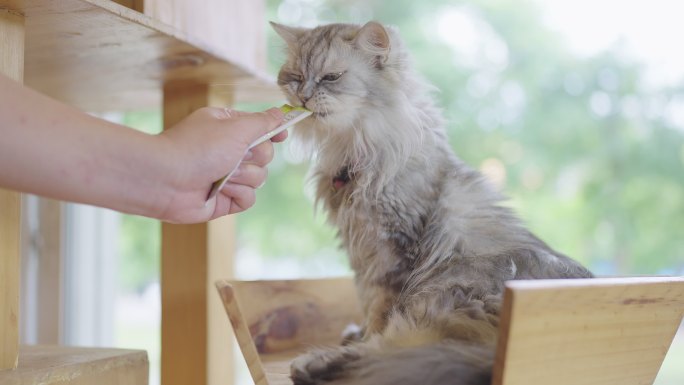 陌生人正在给一只灰色波斯猫喂食可舔的宠物。
