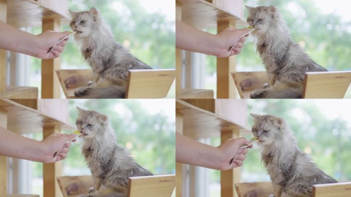 陌生人正在给一只灰色波斯猫喂食可舔的宠物。