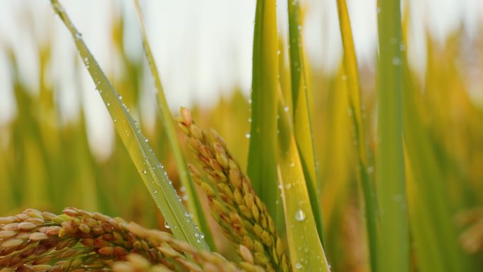 丰收的稻田 雨滴露水