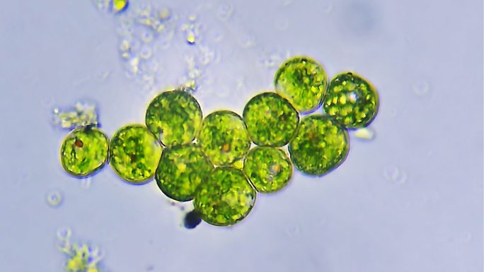 微生物-真核藻原生动物群落