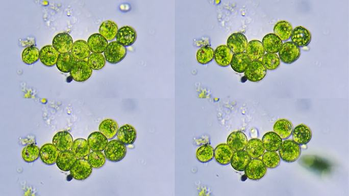 微生物-真核藻原生动物群落