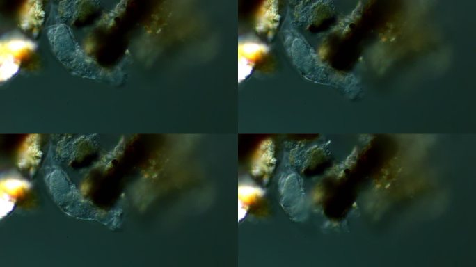 显微镜下的微生物显微镜观察单细胞生物