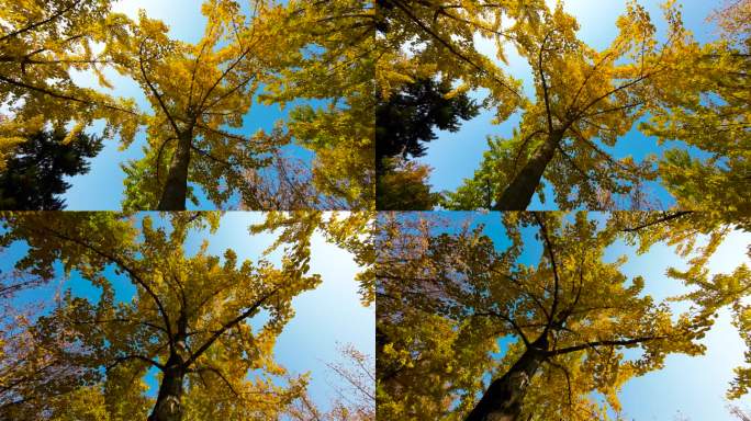 秋天公园金黄色银杏树升格仰拍