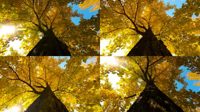 秋天金黄色银杏树叶逆光升格仰拍