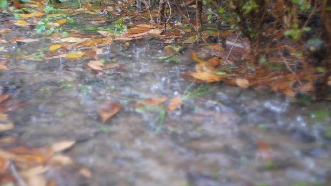 秋雨