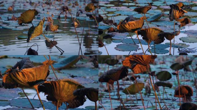 秋天枯萎的荷叶，凋零的荷塘空镜4k视频