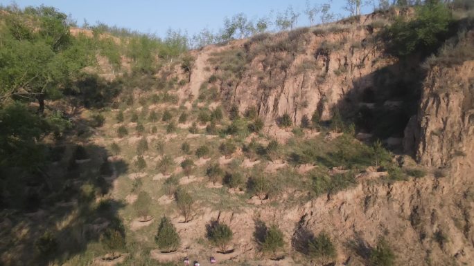 黄土高原植树造林