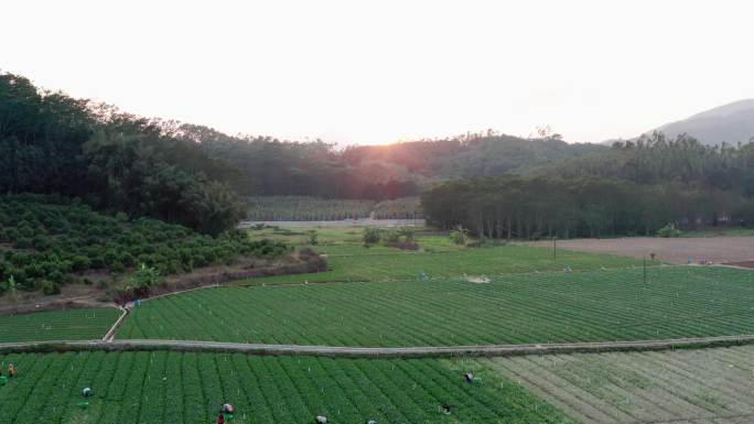 蔬菜基地