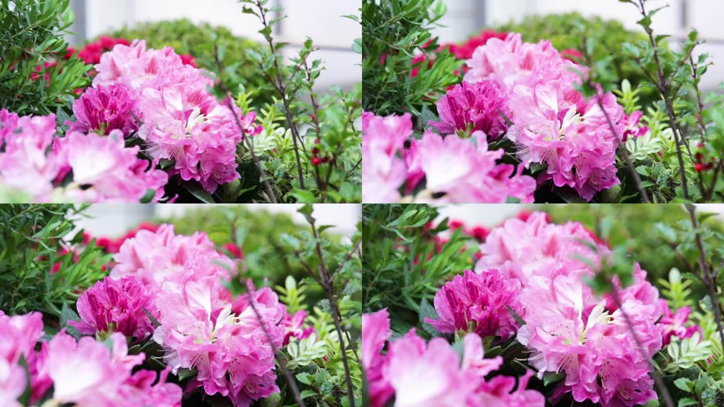 粉红杜鹃，粉红花园玫瑰的特写和微距视频，粉红玫瑰的特摄和微距录像，粉红杜杜鹃