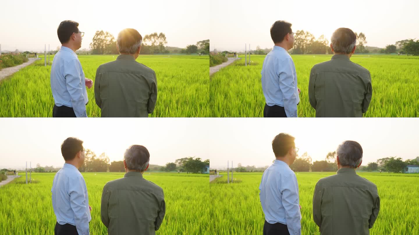 农业 水稻 水稻专家