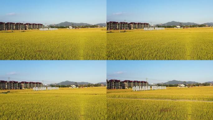 水稻种植乡村振兴
