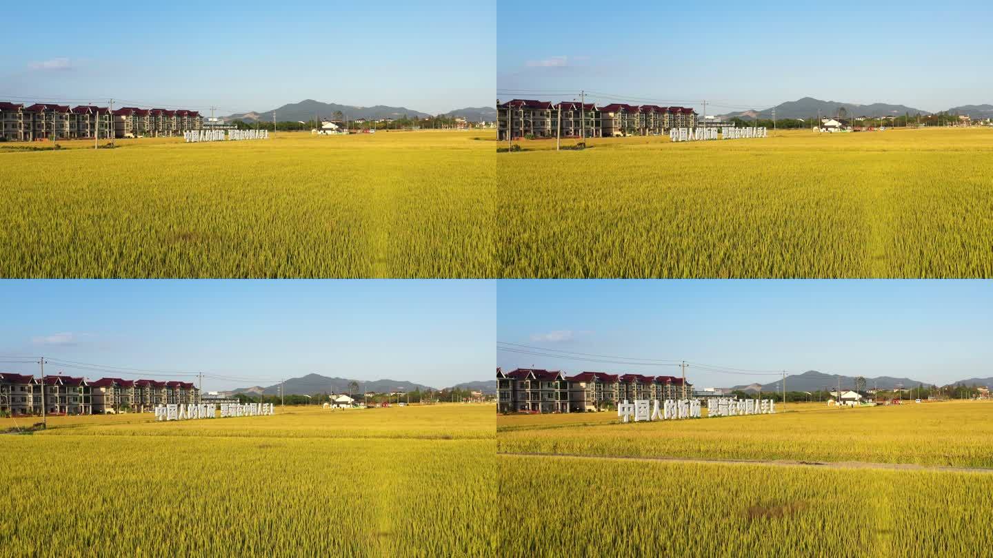 水稻种植乡村振兴