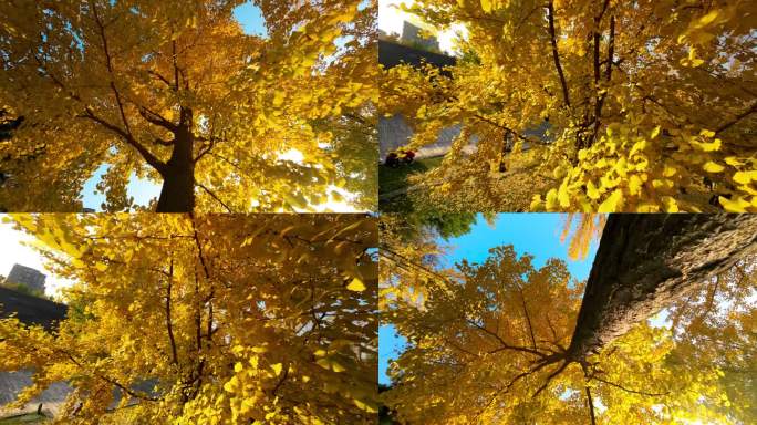 秋天金黄色的银杏树升格拍摄