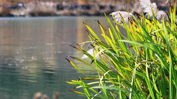 河边的水草和芦苇随风飘动