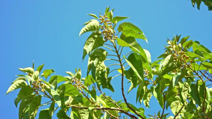 泡桐树、泡桐花