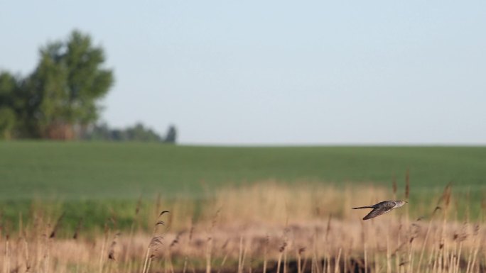 春天的早晨布谷鸟在慢镜头中飞翔