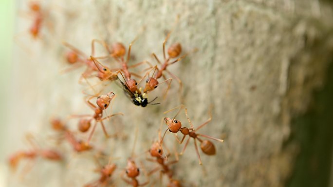 蚂蚁站的旅程和团队合作，蚂蚁桥，团结，概念团队一起工作。