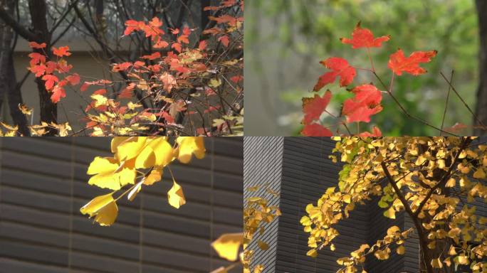 逆光枫叶金秋季节秋天风景树叶落叶金黄色