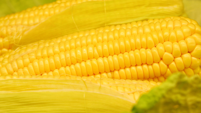 玉米，棚拍新鲜玉米