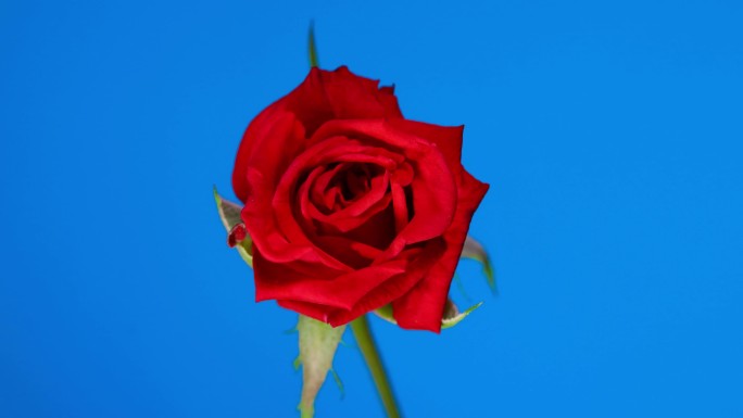 红玫瑰绽放蓝屏背景延时
