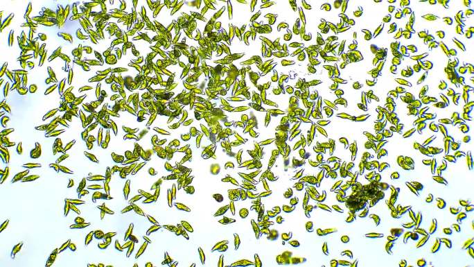 微生物-真核藻原生动物-背景