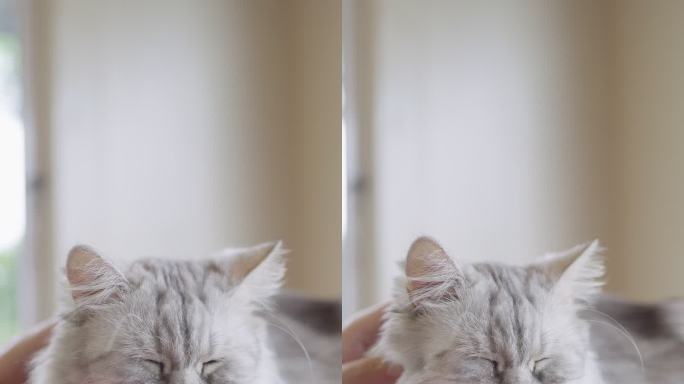 一只灰色波斯猫被拍的垂直前视图