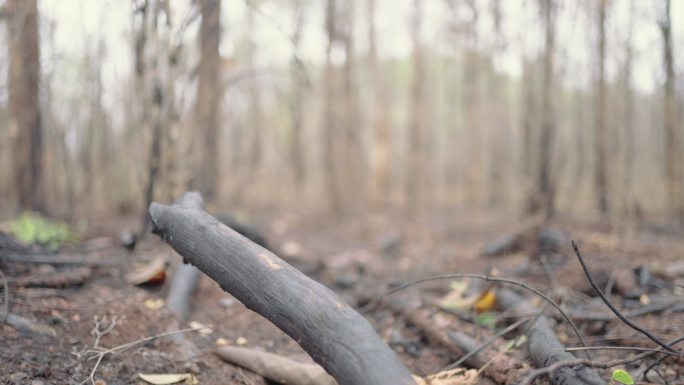 气候危机森林火灾对环境造成破坏。