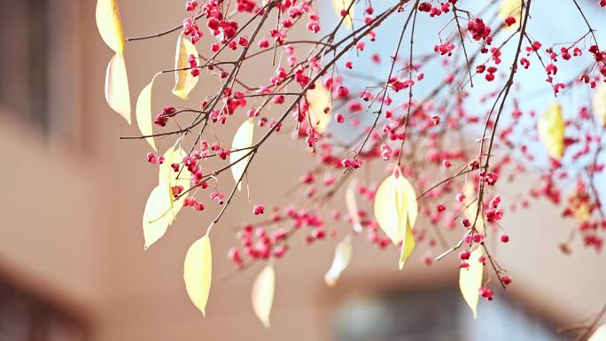 秋天小区火红的丝棉木 鸡血兰 白桃树
