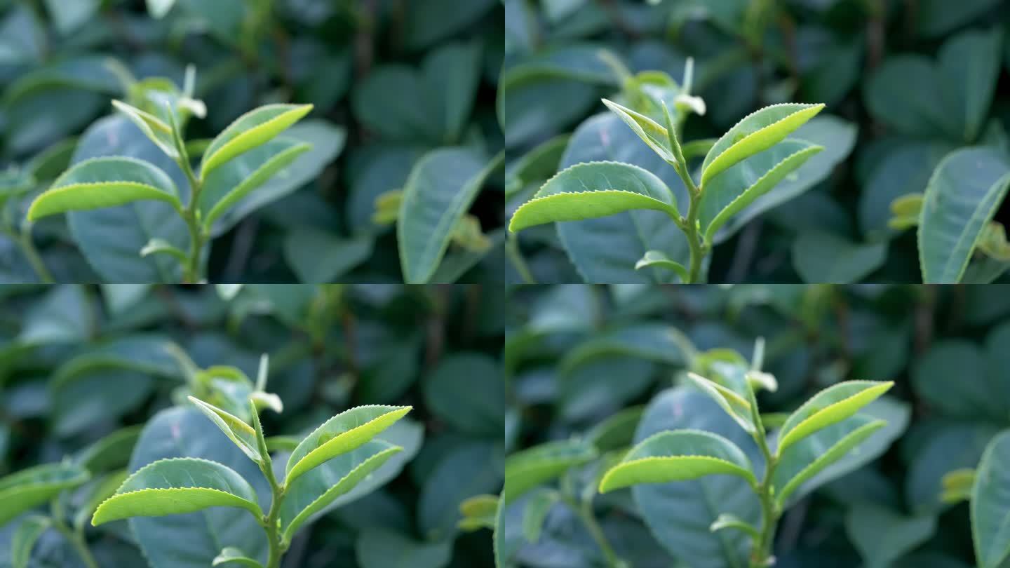 天然绿茶叶生态茶园