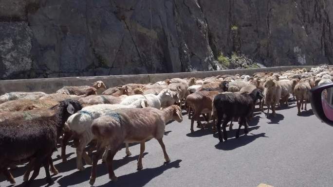 新疆独库公路山路延时河流羊群 高清30帧