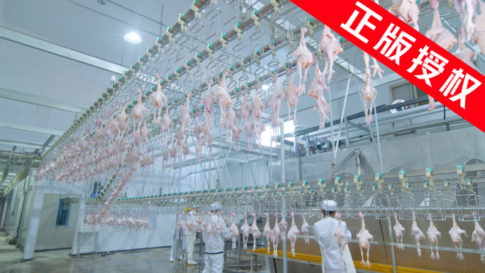 鸡肉加工厂 肉禽养殖加工厂 肉禽生产线