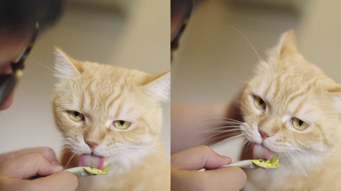 橘色斑猫被一个陌生人引诱，陌生人给了它一顿猫餐。