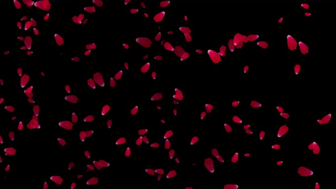 飞舞的玫瑰花瓣背景，可循环，4K Alpha频道，红玫瑰花