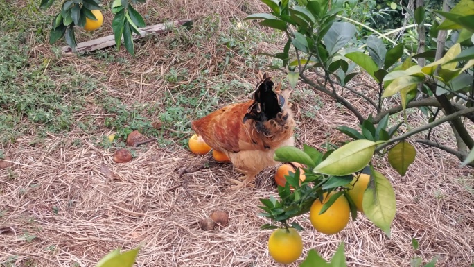 赣南脐橙果园鸡在吃脐橙