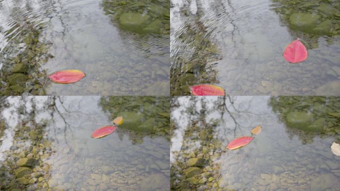 红叶飘落水面升格实拍