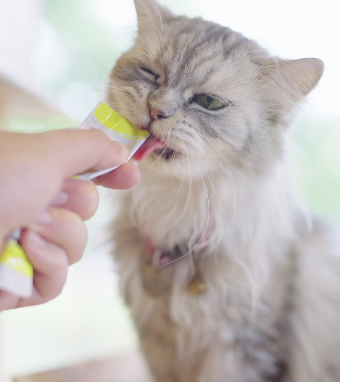 一名男子喂一只灰色波斯猫的垂直片段