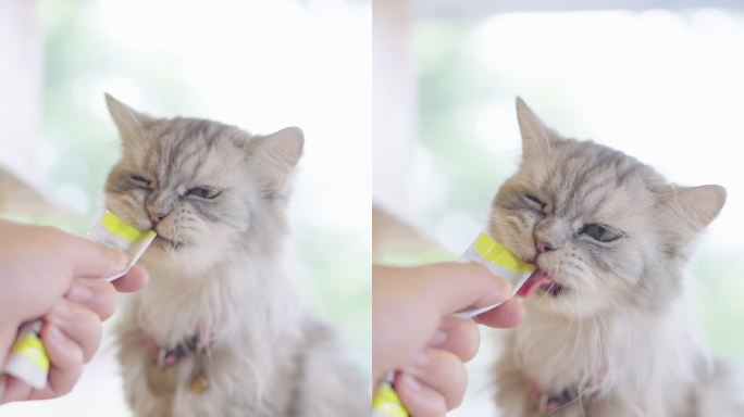 一名男子喂一只灰色波斯猫的垂直片段